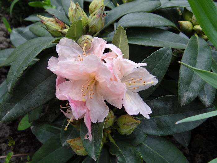 Percy Wiseman - E Florar in calendar