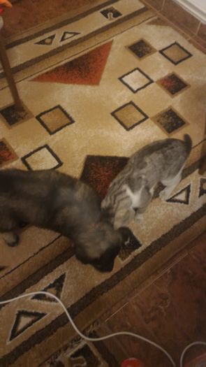 P_20160502_214302[1]