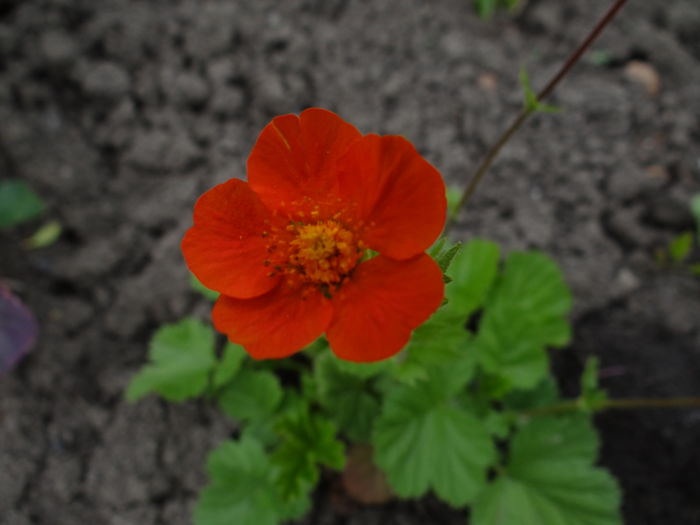  - E Florar in calendar