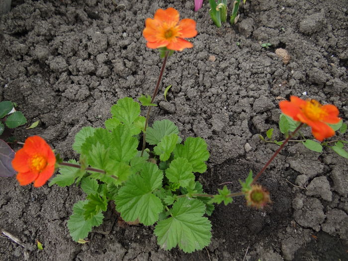 Geum - E Florar in calendar