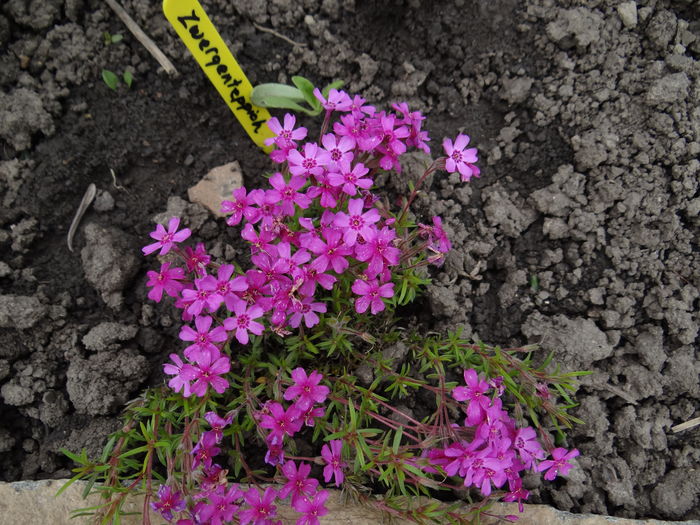Zwergentenppich - E Florar in calendar