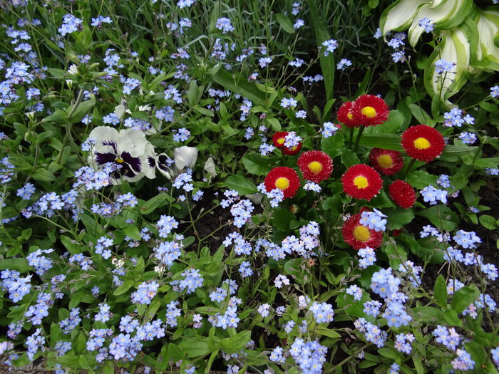 2 mai - E Florar in calendar