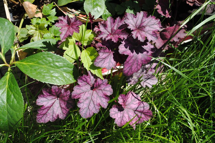 Heuchera_Blackberry Jam - 2016 heuchera heucherella brunnera