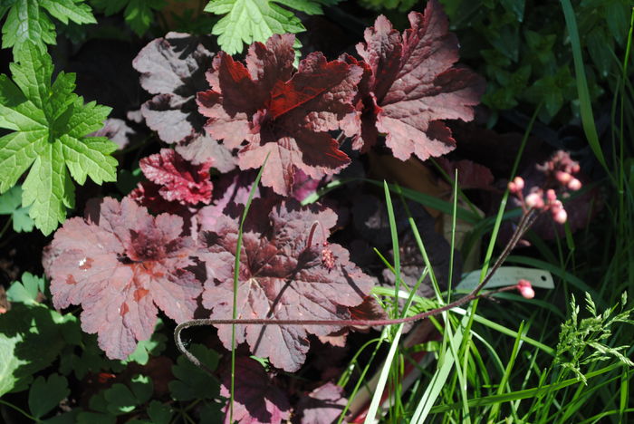 heuchera cajun fire - 2016 heuchera heucherella brunnera