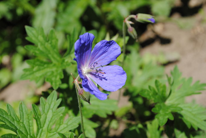 geranium him baby blue