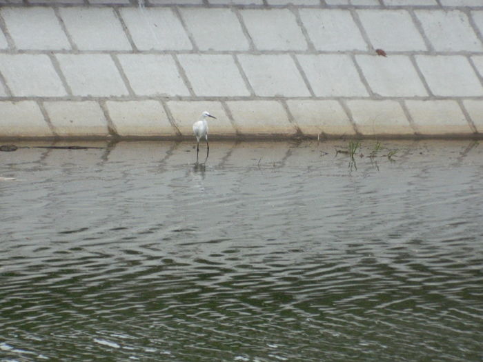 DSCN7495 - 2016 EGRETA MICA LA TIMISOARA