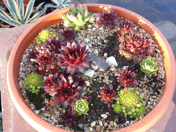  - Sempervivum - 2016