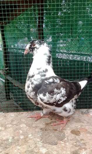 127162_n - Tineret AGH 2016