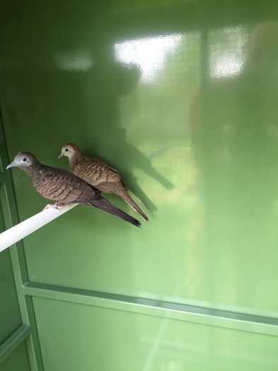 image - TURTURELE ZEBRA - ZEBRA DOVE