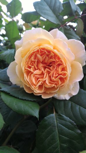 P_20160501_191600[1] - Crown Princess Margareta  20pl