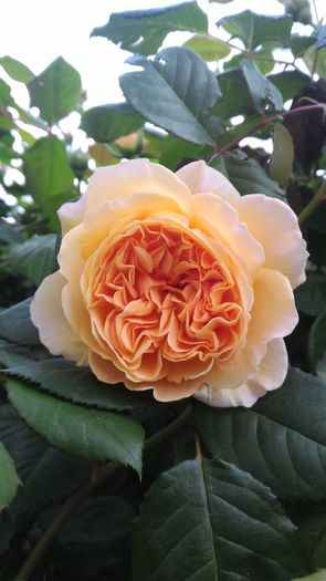 P_20160501_191612[1] - Crown Princess Margareta  20pl