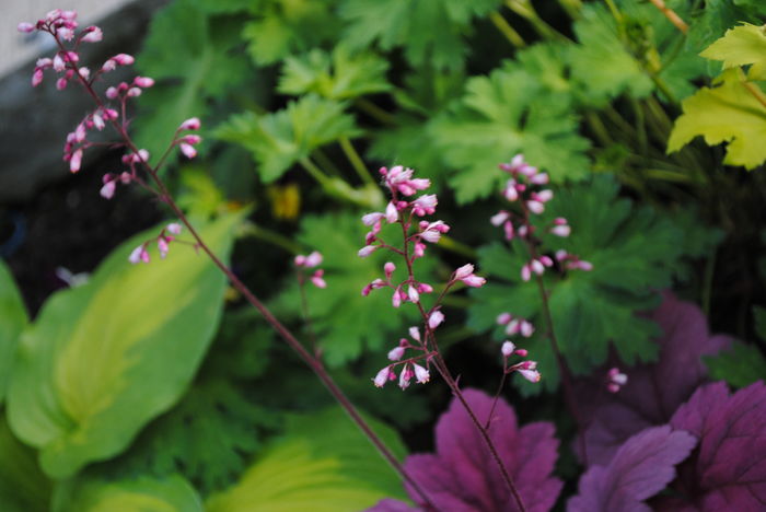 flori heuchera Georgia Plum - 2016 plantele mele