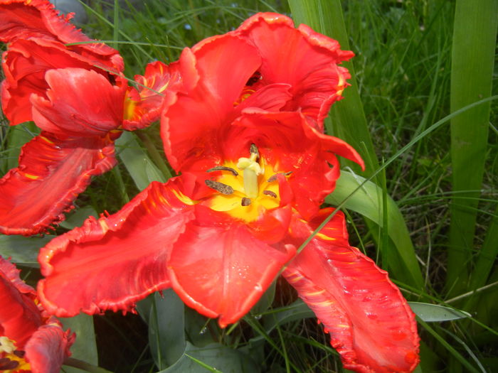 Tulipa Rococo (2016, April 13)