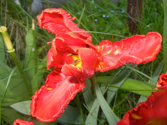 Tulipa Rococo (2016, April 13)