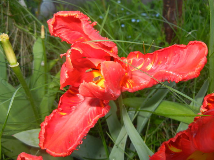 Tulipa Rococo (2016, April 13) - Tulipa Rococo Parrot