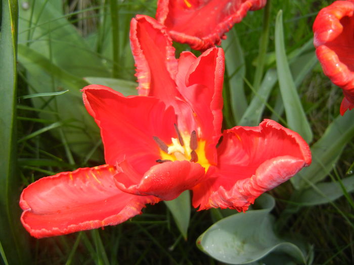 Tulipa Rococo (2016, April 13) - Tulipa Rococo Parrot