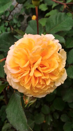 P_20160502_122131[1] - Rose de Gerberoy