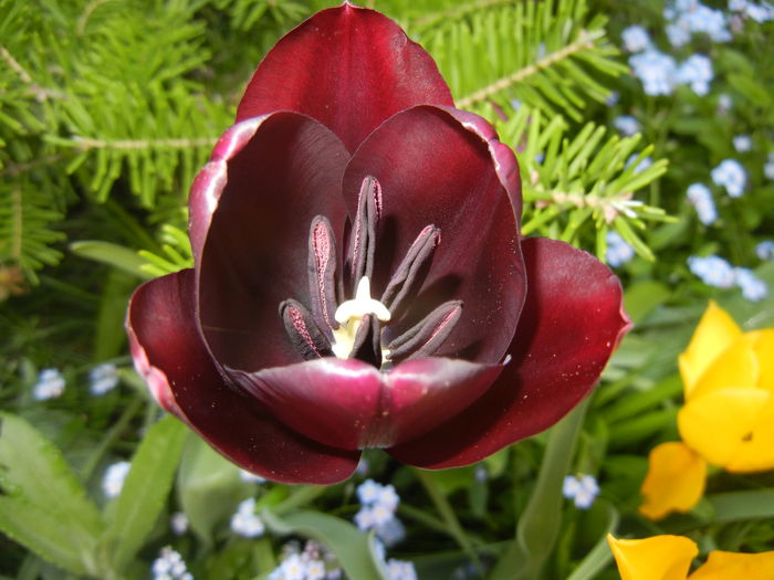 Tulipa Queen of Night (2016, April 13)