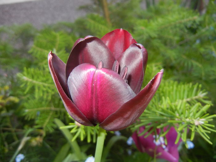 Tulipa Queen of Night (2016, April 13) - Tulipa Queen of Night