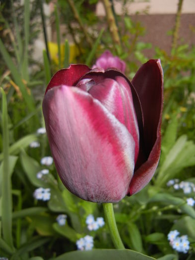 Tulipa Queen of Night (2016, April 14) Tulipa Queen of Night (2016, April 14)