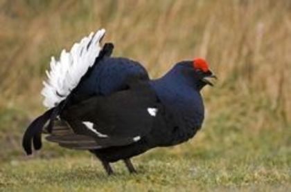 black grouse - 1----Specii de cocosi salbatici