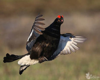 black grouse - 1----Specii de cocosi salbatici