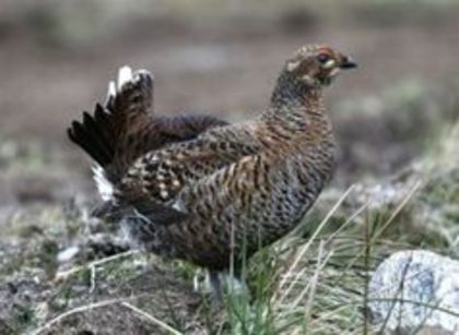 black grouse - 1----Specii de cocosi salbatici