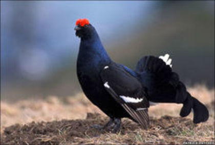 black grouse - 1----Specii de cocosi salbatici