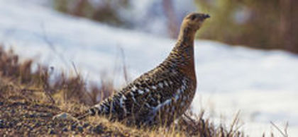 Capercaillie grouse - 1----Specii de cocosi salbatici