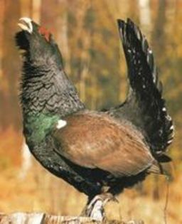 Capercaillie grouse