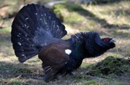 Capercaillie grouse - 1----Specii de cocosi salbatici