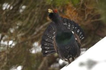 Capercaillie grouse - 1----Specii de cocosi salbatici