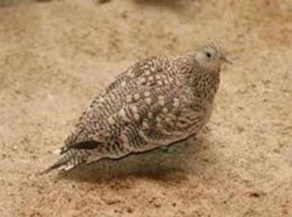 Chestnut-bellied Sandgrouse - 1----Specii de cocosi salbatici