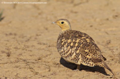 Chestnut-bellied Sandgrouse - 1----Specii de cocosi salbatici