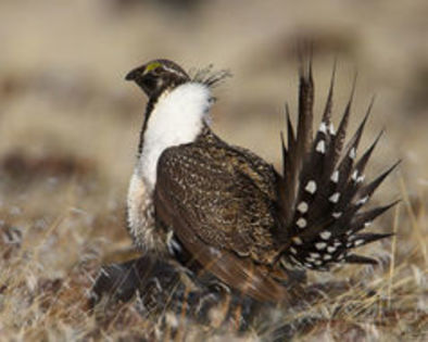 greater sage grouse