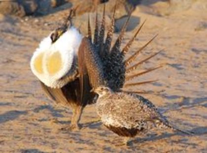 greater sage grouse