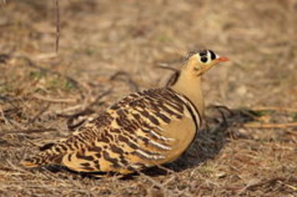 painted sandgrouse