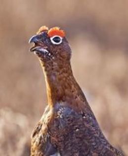 Red grouse -- lagopus lagopus scoticus