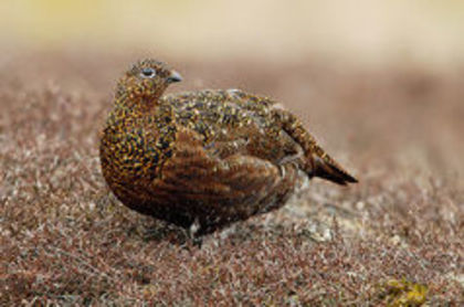 Red grouse -- lagopus lagopus scoticus