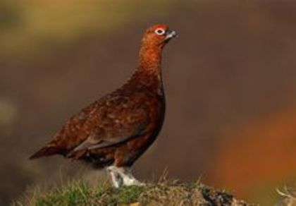 Red grouse -- lagopus lagopus scoticus