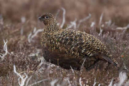 Red grouse -- lagopus lagopus scoticus