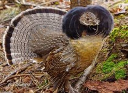 Ruffed grouse