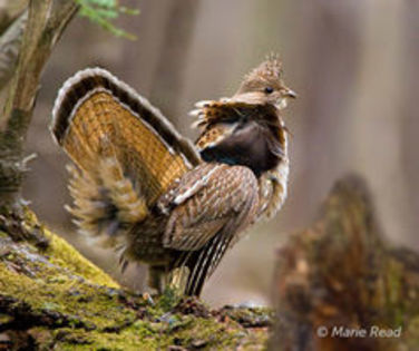 Ruffed grouse - 1----Specii de cocosi salbatici