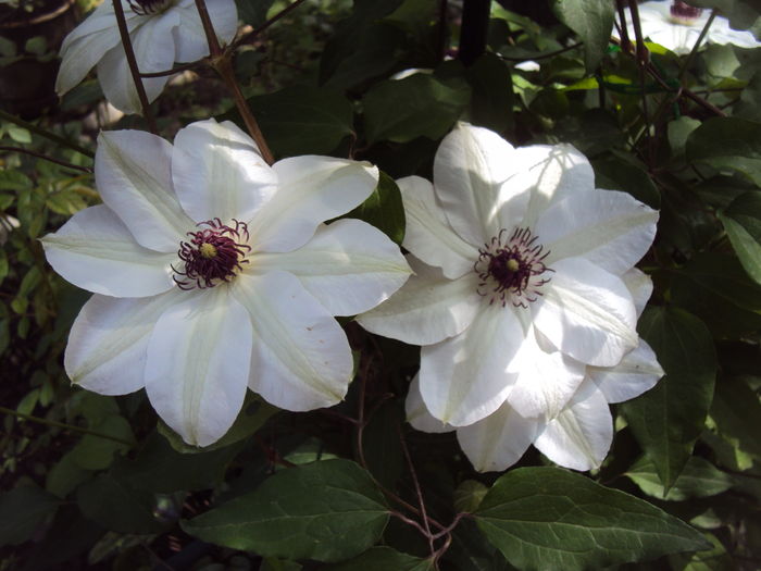 DSC09603 - CLEMATITE