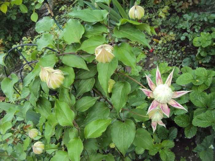 Diamantina - CLEMATITE