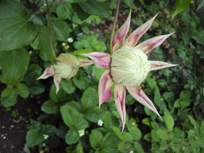 DSC09735 - CLEMATITE