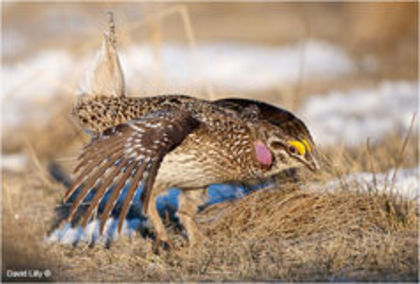 Sharp-Tailed Grouse