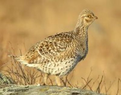 Sharp-Tailed Grouse