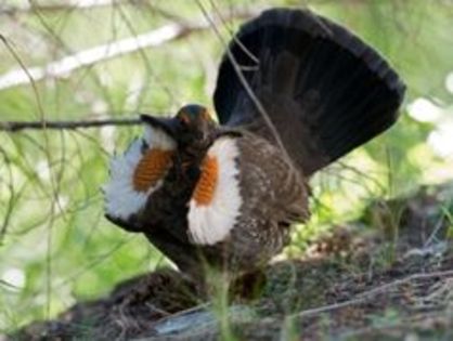 sooty grouse