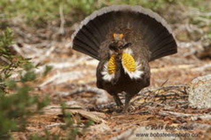 sooty grouse